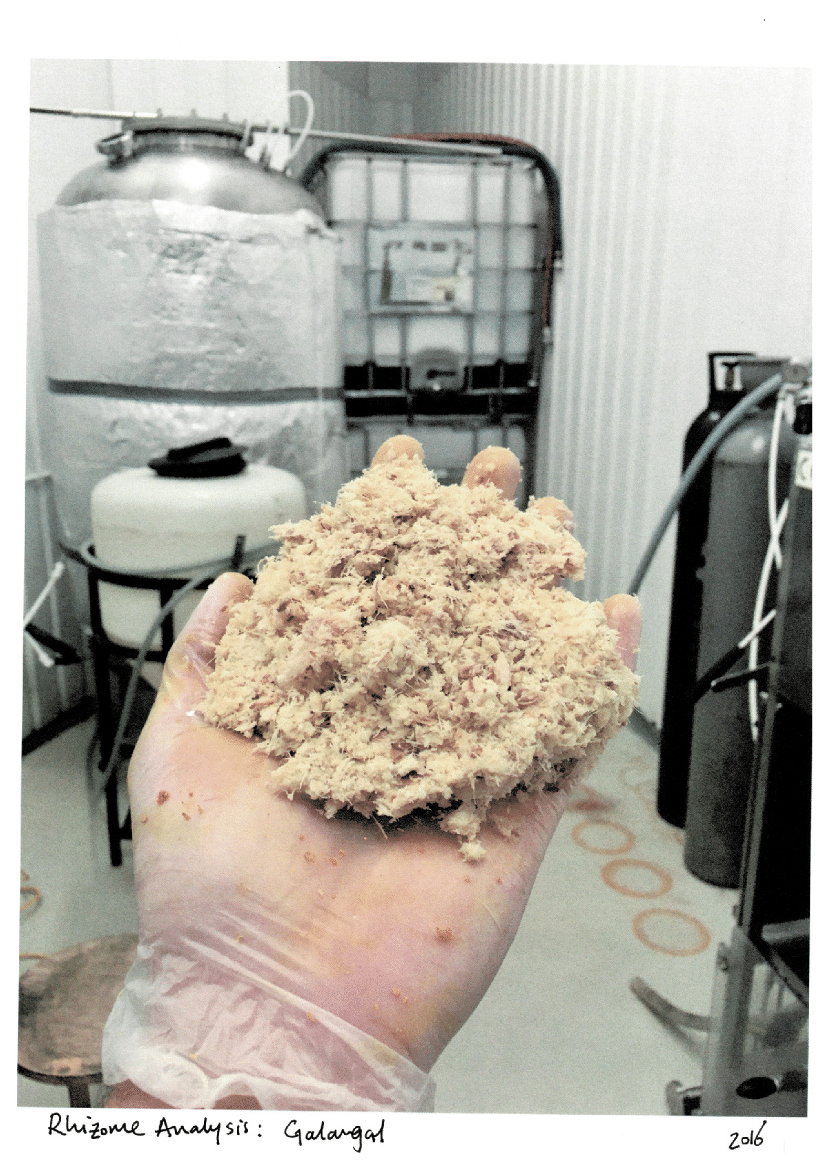 Rhizome Analysis: Galangal (2016)