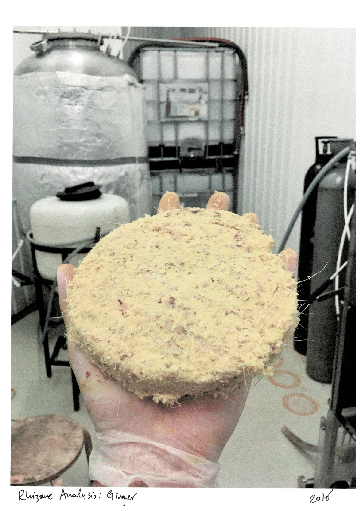 Rhizome Analysis: Ginger (2016)