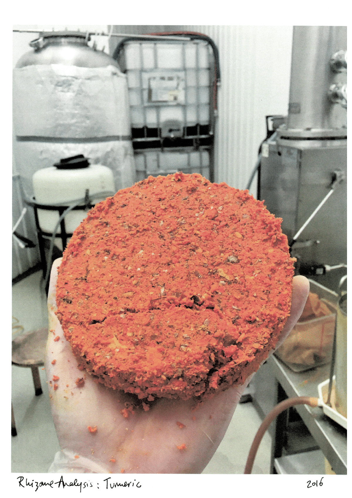 Rhizome Analysis: Turmeric (2016)