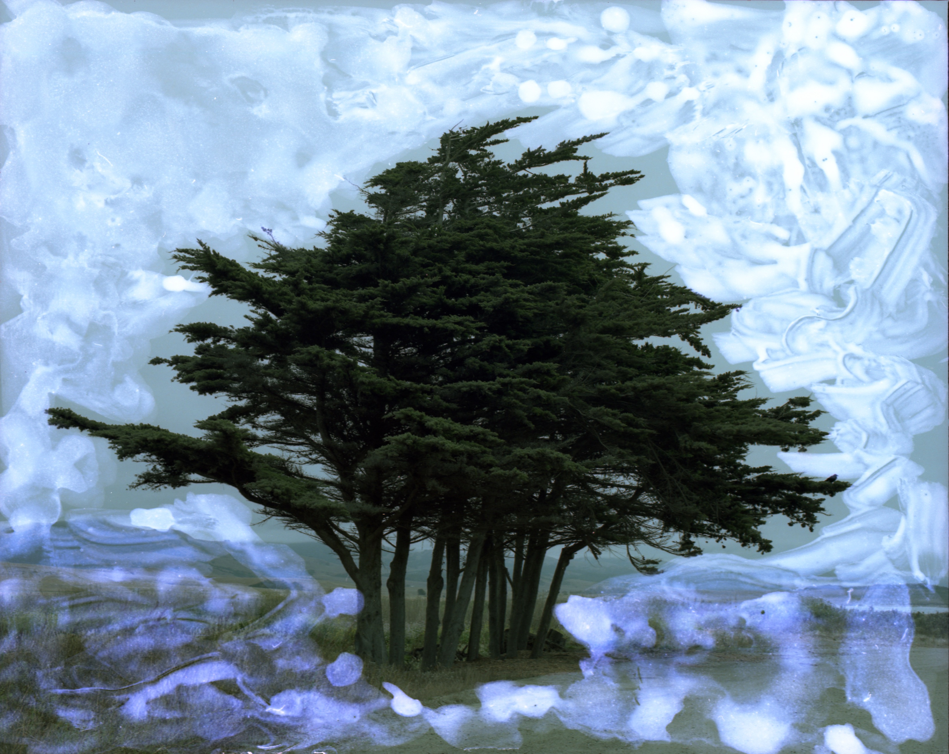 Wald_Baum_Neu19